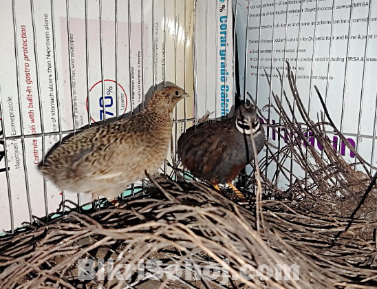 King Quel (কিং কোয়েল)